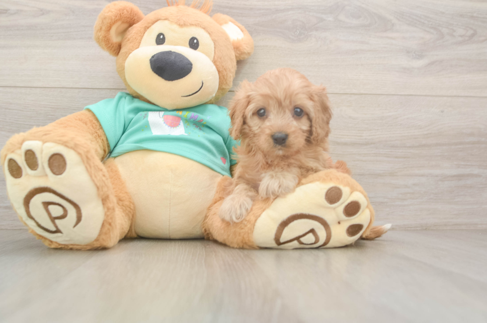 6 week old Cavapoo Puppy For Sale - Florida Fur Babies