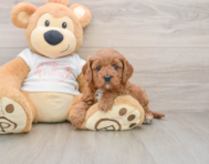 8 week old Cavapoo Puppy For Sale - Florida Fur Babies