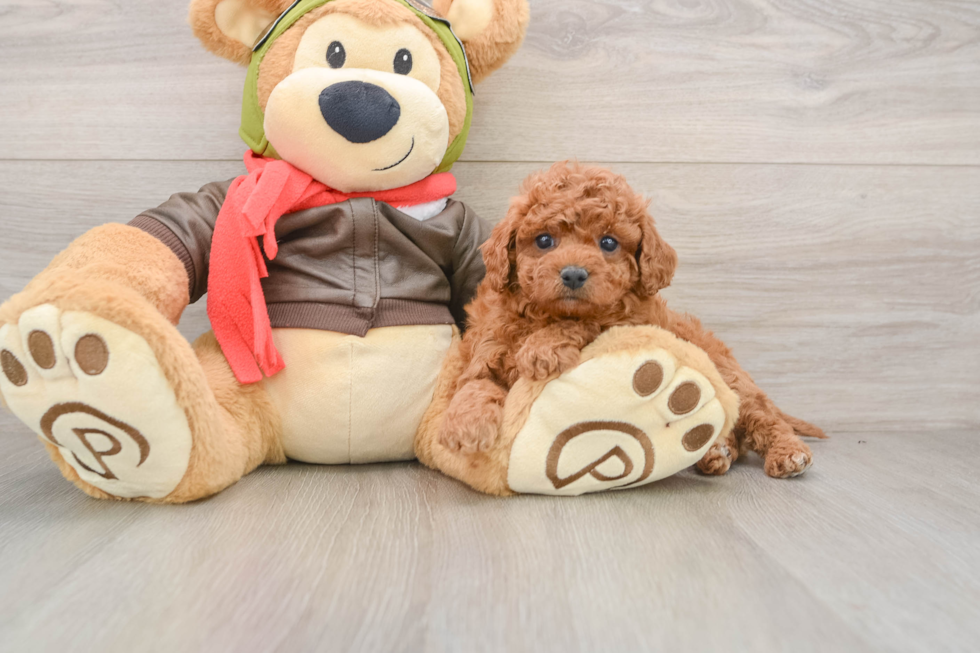 Cavapoo Pup Being Cute