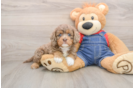 Cavapoo Puppy for Adoption