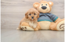 Cavapoo Pup Being Cute