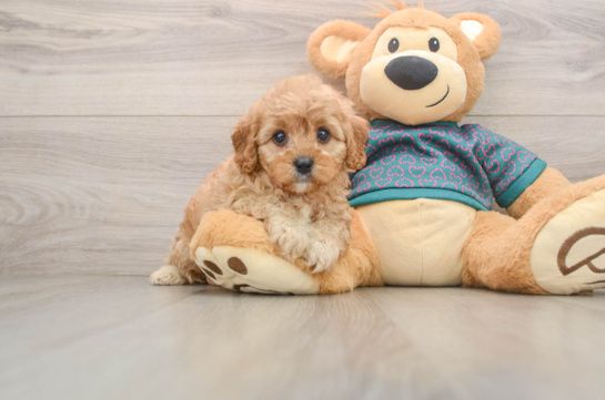 Cavapoo Pup Being Cute