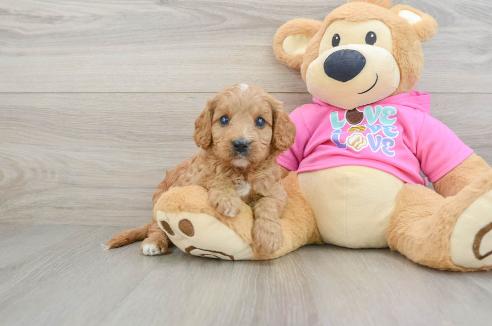 7 week old Cavapoo Puppy For Sale - Florida Fur Babies
