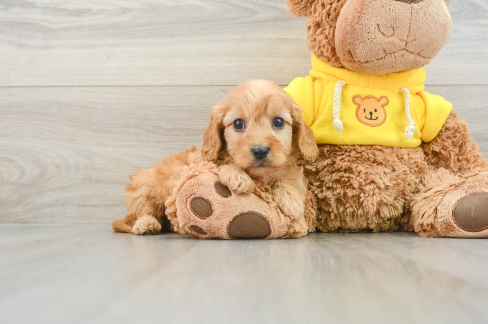 7 week old Cavapoo Puppy For Sale - Florida Fur Babies