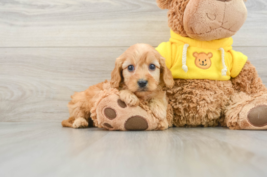 Best Cavapoo Baby