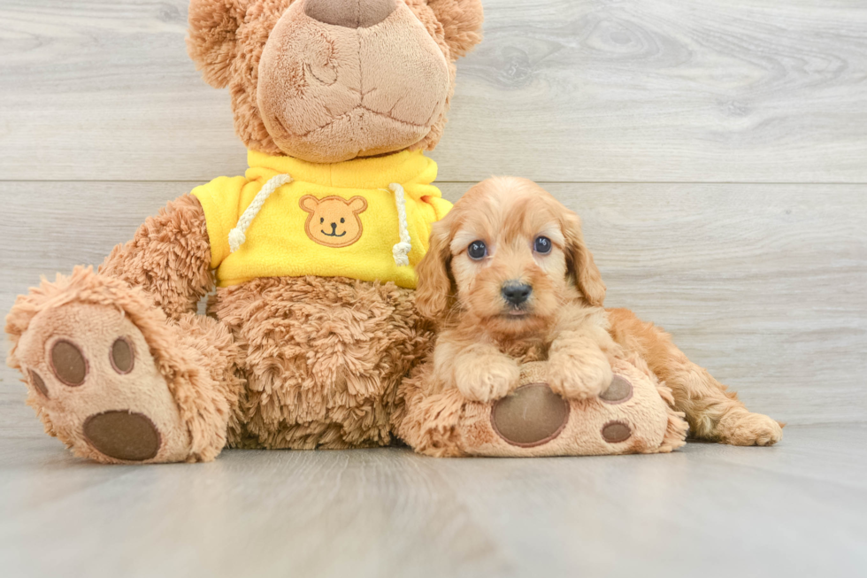 Smart Cavapoo Poodle Mix Pup