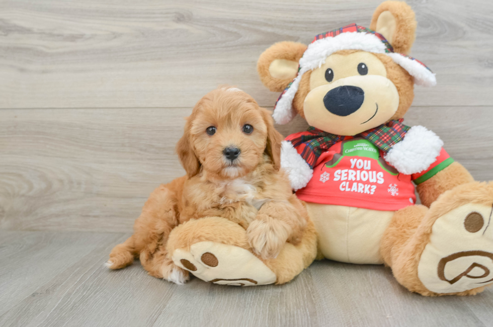 5 week old Cavapoo Puppy For Sale - Florida Fur Babies