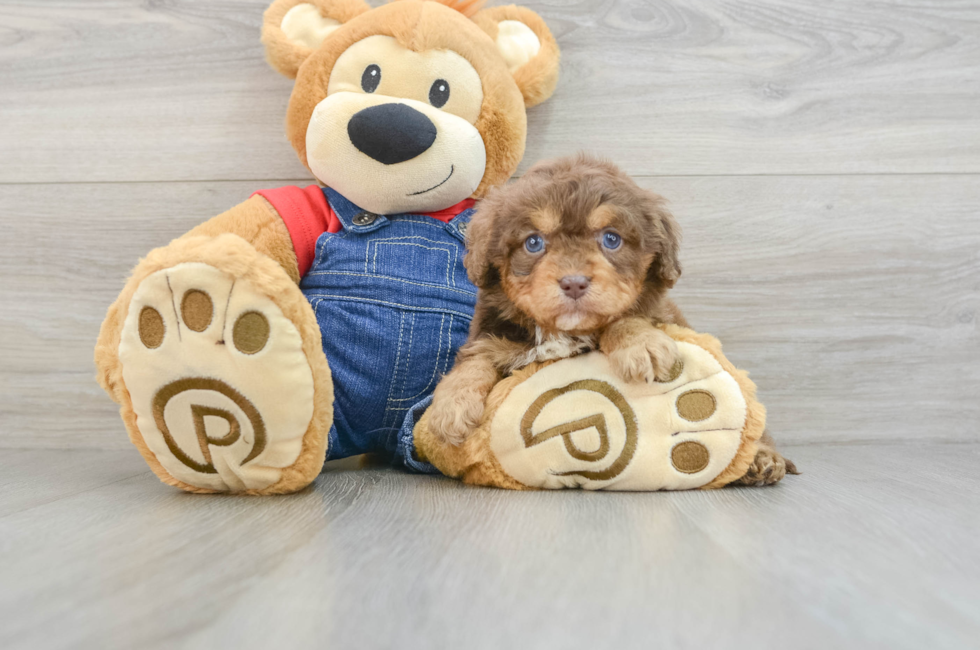 5 week old Cavapoo Puppy For Sale - Florida Fur Babies