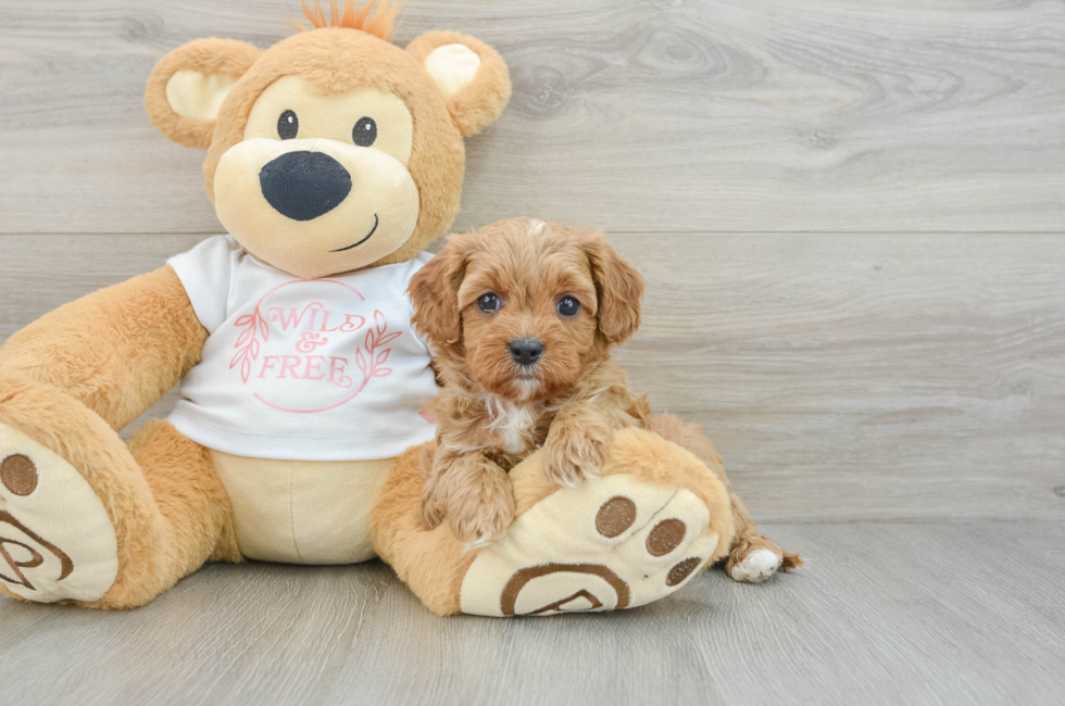 6 week old Cavapoo Puppy For Sale - Florida Fur Babies