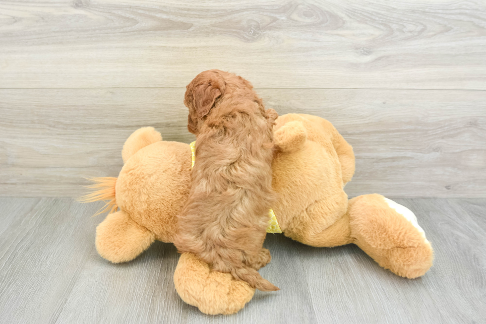 Fluffy Cavapoo Poodle Mix Pup