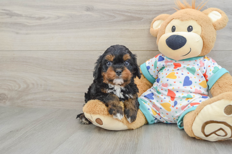 6 week old Cavapoo Puppy For Sale - Florida Fur Babies