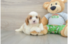 Cavapoo Puppy for Adoption