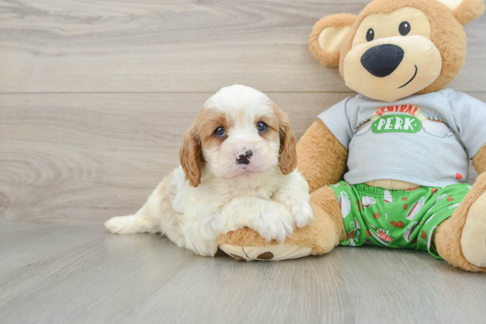 Cavapoo Puppy for Adoption
