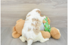 Cavapoo Pup Being Cute