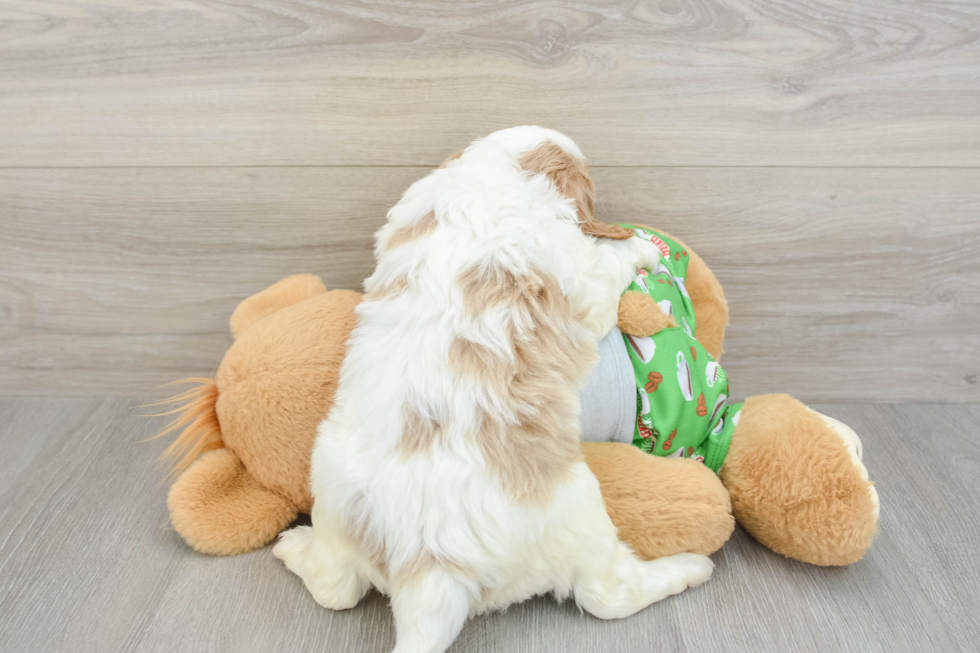 Cavapoo Pup Being Cute