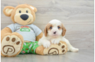 Sweet Cavapoo Baby