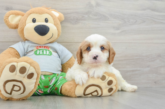 Sweet Cavapoo Baby
