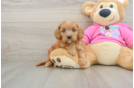 Best Cavapoo Baby