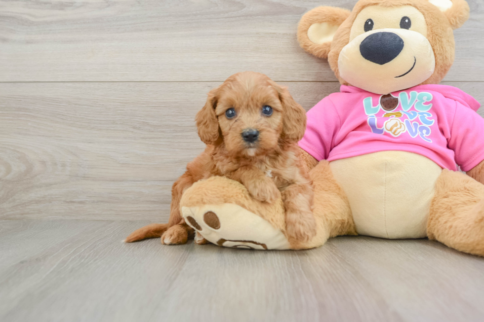 Best Cavapoo Baby