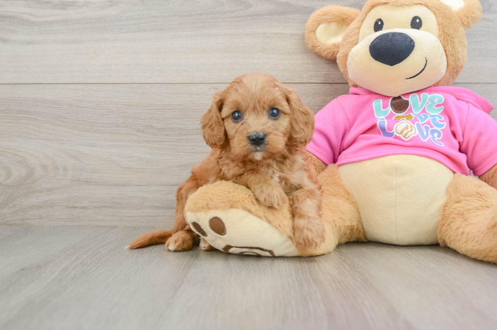 7 week old Cavapoo Puppy For Sale - Florida Fur Babies