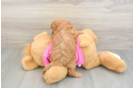 Cavapoo Pup Being Cute