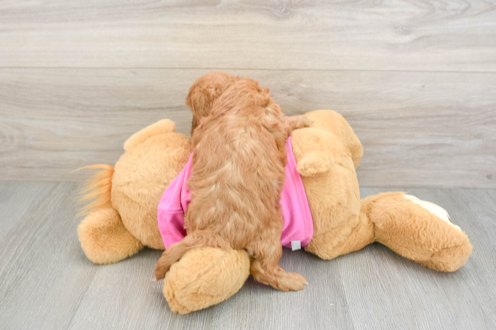 Cavapoo Pup Being Cute