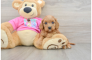 Cavapoo Pup Being Cute