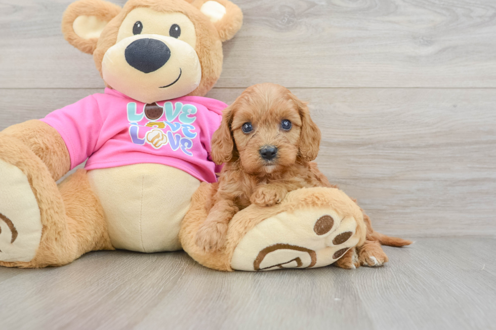 Cavapoo Pup Being Cute