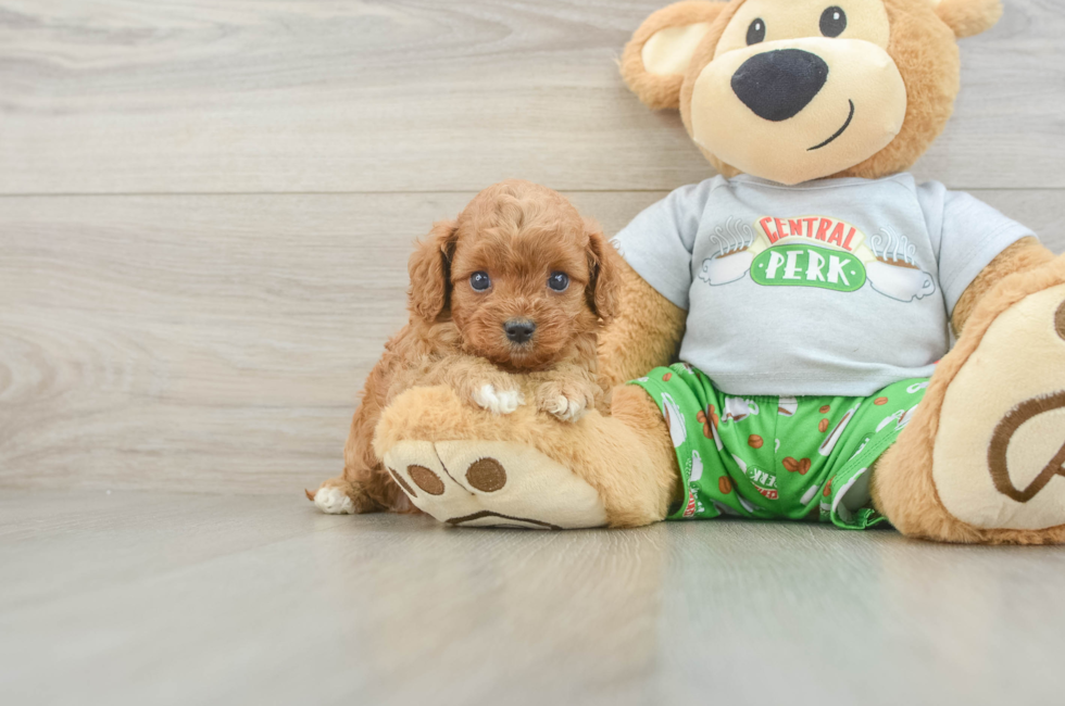 5 week old Cavapoo Puppy For Sale - Florida Fur Babies