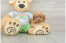 Best Cavapoo Baby