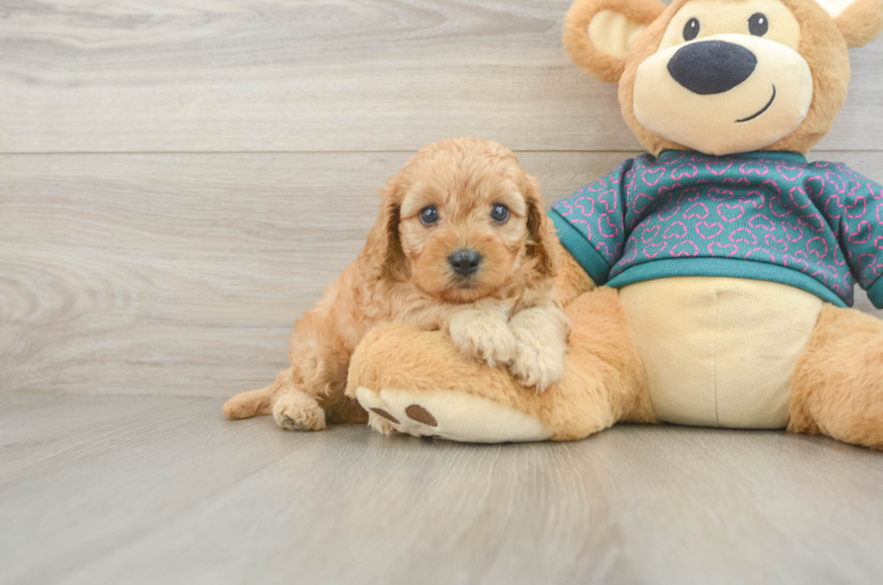 5 week old Cavapoo Puppy For Sale - Florida Fur Babies