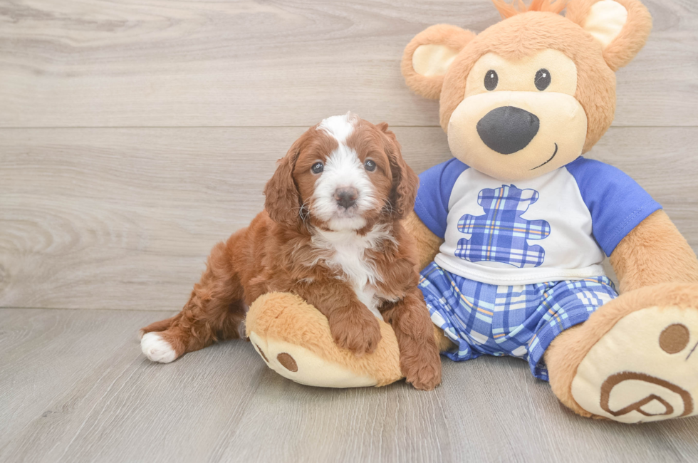 5 week old Cavapoo Puppy For Sale - Florida Fur Babies