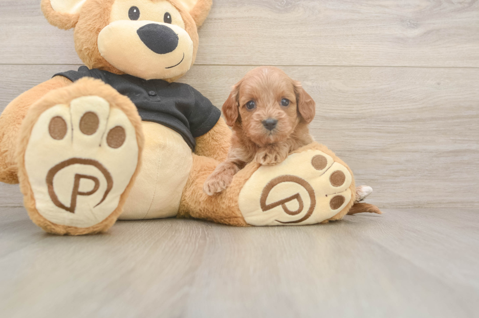 5 week old Cavapoo Puppy For Sale - Florida Fur Babies