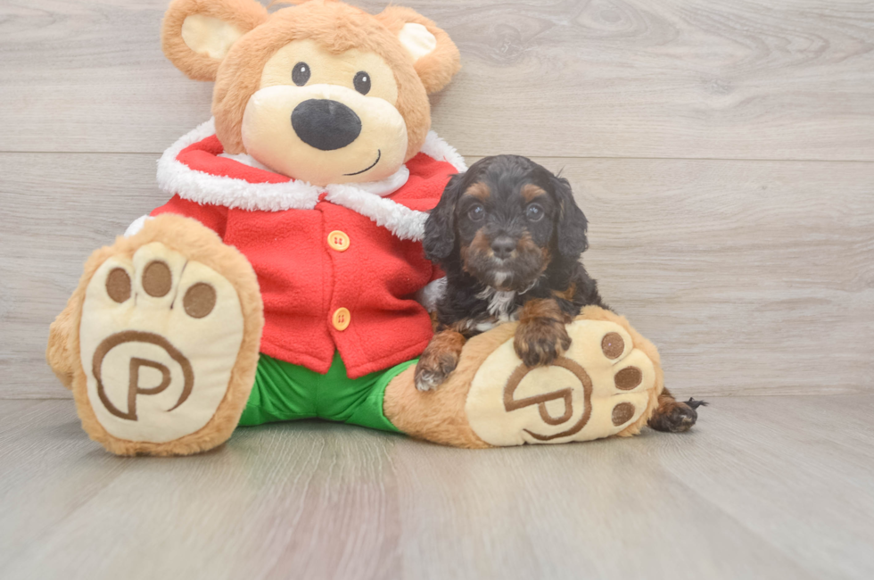 5 week old Cavapoo Puppy For Sale - Florida Fur Babies