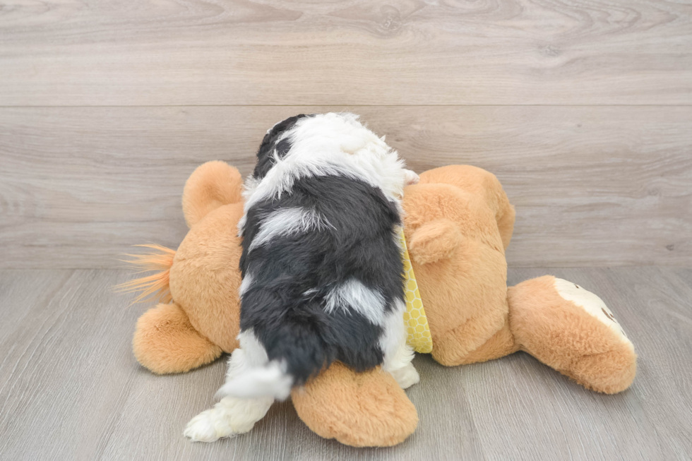 Energetic Cavoodle Poodle Mix Puppy