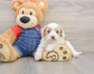 8 week old Cavapoo Puppy For Sale - Florida Fur Babies