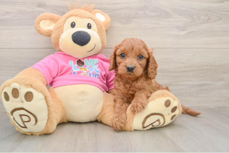Adorable Cavalier King Charles Spaniel and Poodle Mix Poodle Mix Puppy