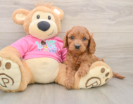 8 week old Cavapoo Puppy For Sale - Florida Fur Babies