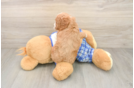 Cavapoo Pup Being Cute