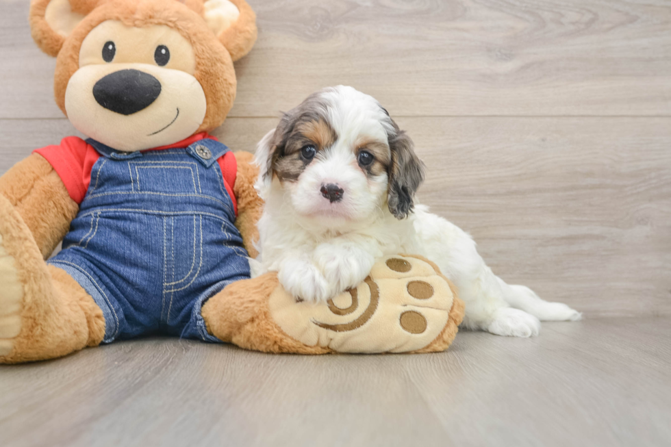 Energetic Cavoodle Poodle Mix Puppy
