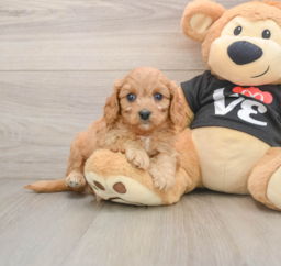 7 week old Cavapoo Puppy For Sale - Florida Fur Babies