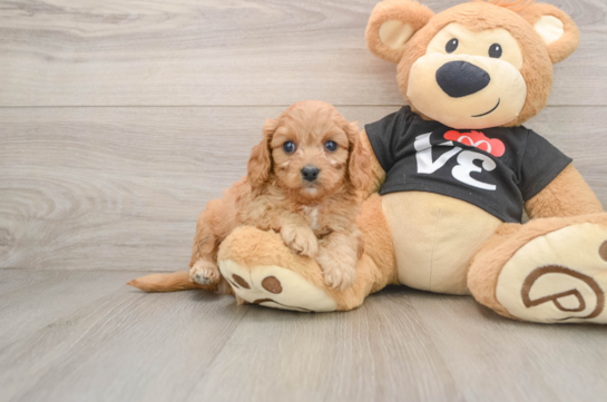 Cavapoo Pup Being Cute
