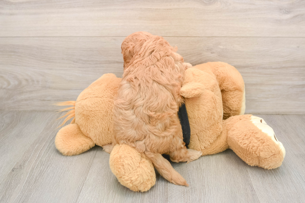 Cavapoo Pup Being Cute