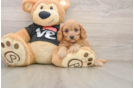 Small Cavapoo Baby