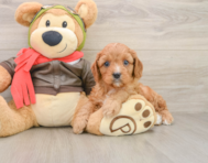 7 week old Cavapoo Puppy For Sale - Florida Fur Babies