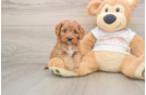 Best Cavapoo Baby