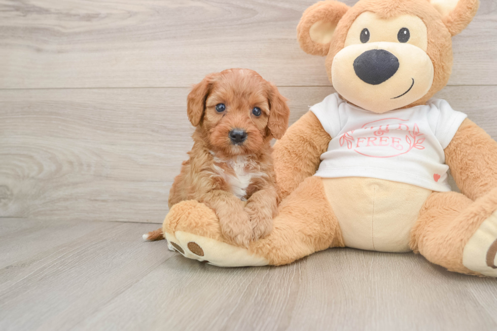 Best Cavapoo Baby