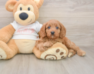 9 week old Cavapoo Puppy For Sale - Florida Fur Babies