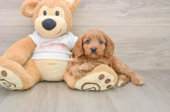 Cavapoo Pup Being Cute