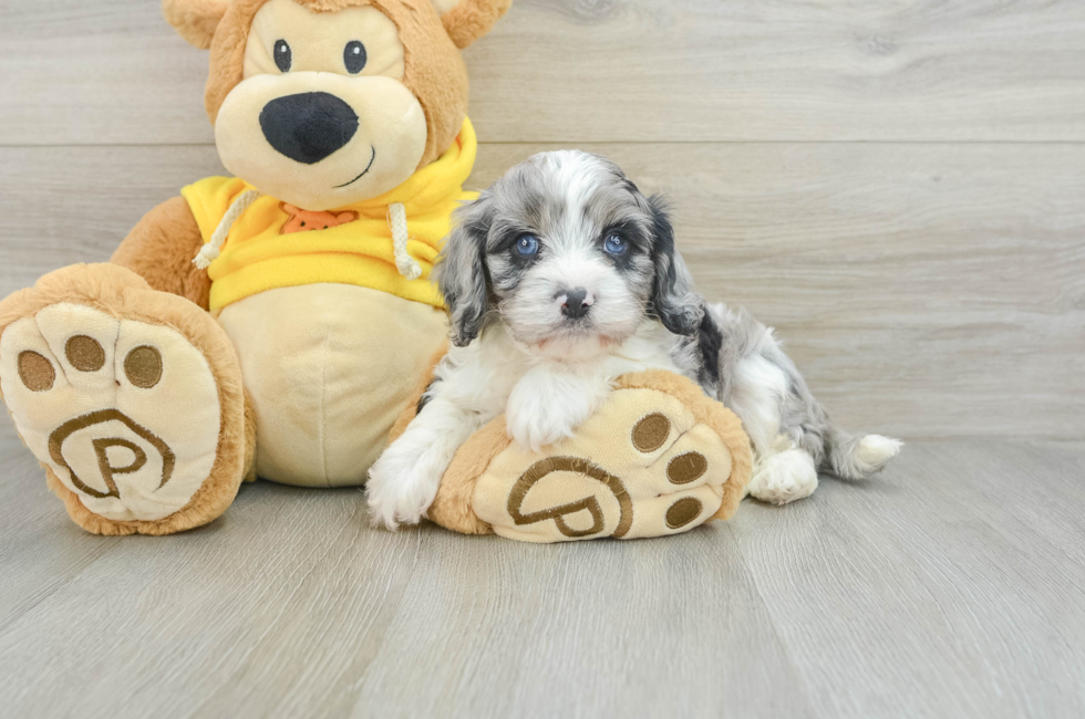 6 week old Cavapoo Puppy For Sale - Florida Fur Babies